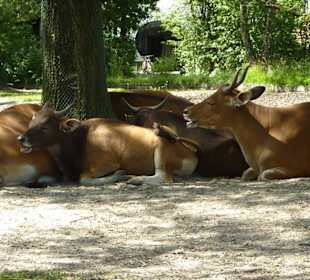 Banteng's