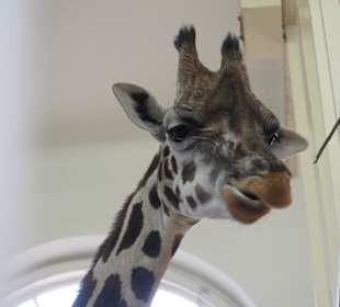 Зимой жирафы перебираются в вольеры