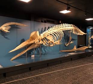 Rundgang durch das Zoologische Museum