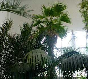 Pijalnia Wód - Palmiarnia