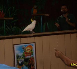 Papageienshow