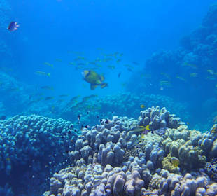 Außenriff Panorama