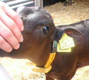 Kälbchen am Hofladen auf dem Weg