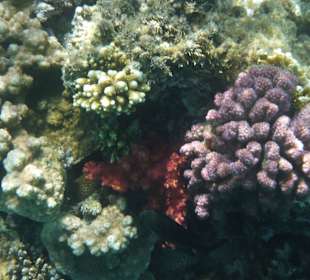 Korallen in vielen Farben