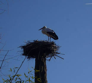 Storchennest