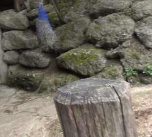 Südamerikabereich - Alpakahaus