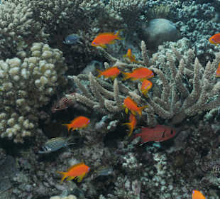 Riffbarsche 