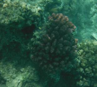 Hausriff, rechts von der Marina