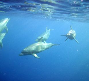 Ca 50 m vor dem Steg: 5 Delfine