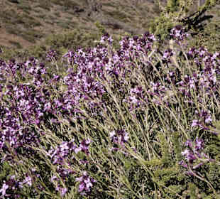 Selbst in dieser Höhe blüht es