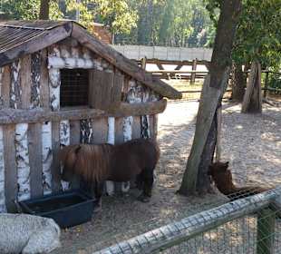 Zwierzęta w karczmie