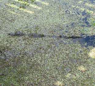 Alligator
