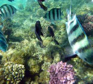 Fische