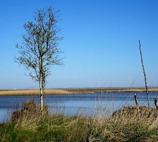 Das Moor zur Seeseite