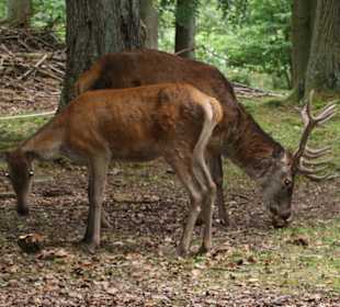 Rotwild