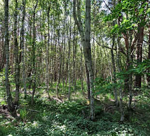 Wanderung durch das Tarmstedter Moor