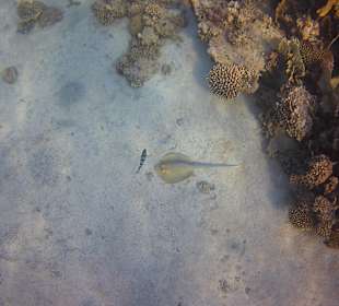 Schnorcheln Marsa Alam