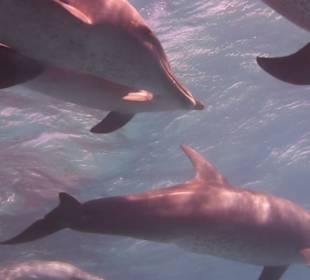 Delfinausflug mit Mo