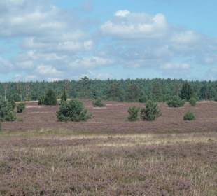 Lüneburger Heide