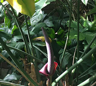 Botanischer Garten Puerto de la Cruz