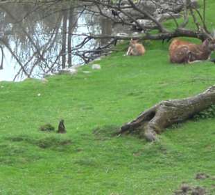Afrika Bereich - Vogelpark
