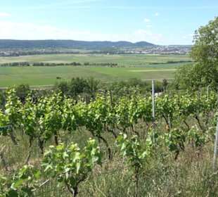 Früchtetrauf - Wurmlinger Kapellenwegle