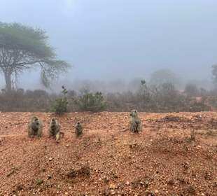 Morgenstimmung im Tsavo West