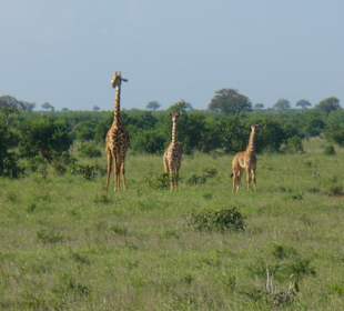 Nachwuchsgiraffen im Tsavo Ost