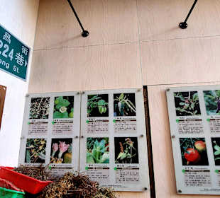 Longshan-Tempel - Herb Lane