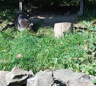 Wildpark Osterzgebirge