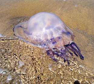 Strand in Bibione Juni 2012