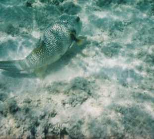 Weißfleck- Kugelfisch