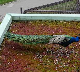 Wilhelma StuttgartWilhelma Stuttgart