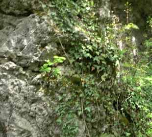 Wallersteiner Felsen