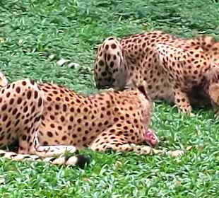 Singapur Zoo