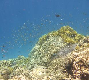 Riff Gorgonia 