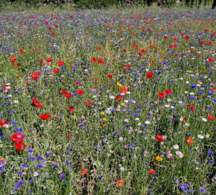 Blumenwiesen am Ufer des Lac de la Raho
