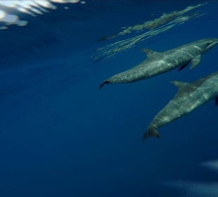 Delfintour - absolutes Muss!