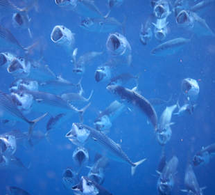 Fische