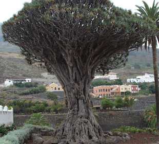 Drachenbaum