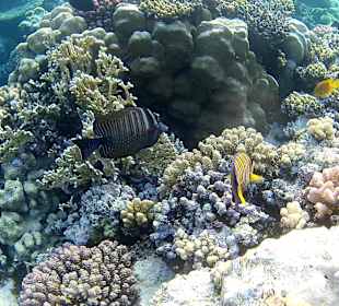 Eindrücke vom Schnorcheln am Hausriff