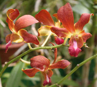 Коллекция орхидей