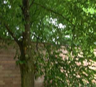 Baumlehrpfad Glacis Park