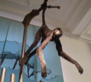 Zoologisches Forschungsmuseum Alexander Koenig