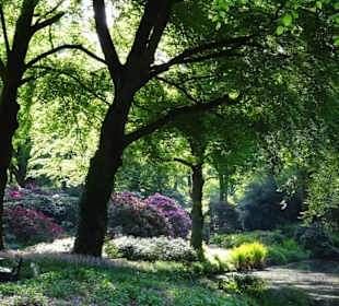 Hauptblüte im Rhododendronpark Bremen
