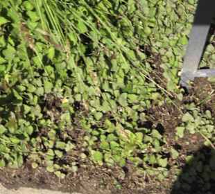 Botanischer Garten der Universität Zürich