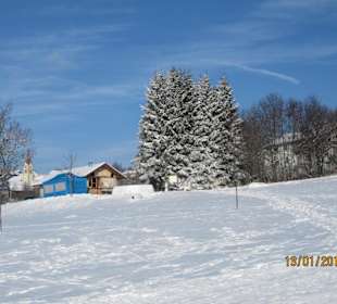 Blick zum Wald