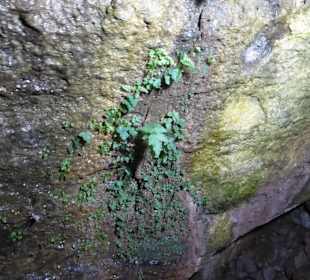 Sogar Pflanzen im Lavatunnel