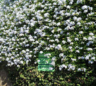 Blütenwand im Botanischen Garten