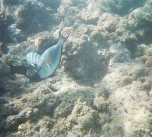 Wir schnorcheln & sehen z.B. Sohaldoktorfische